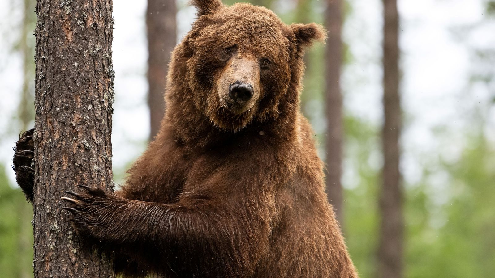 IA gera pânico na Rússia: multa por foto falsa de urso