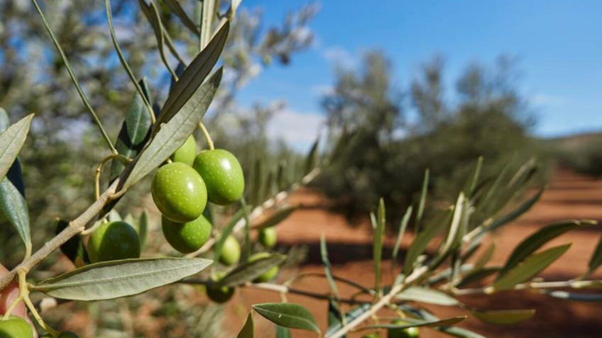 A revolução da oliveira: a IA que rega árvore por árvore