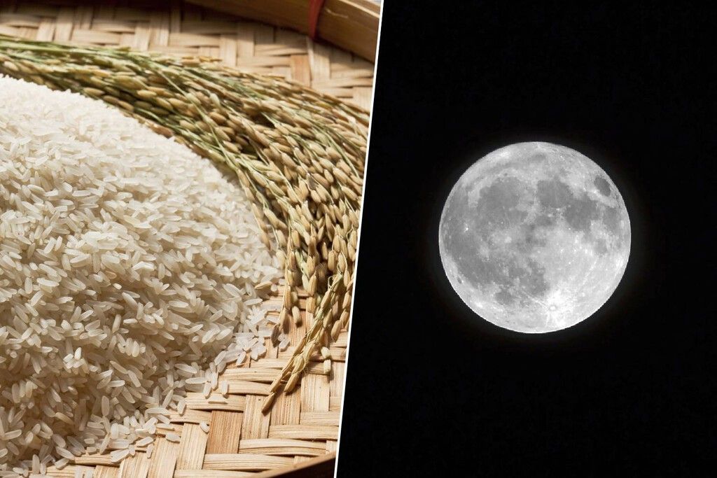 Cientistas japoneses criam fertilizante lunar para viabilizar cultivo de arroz