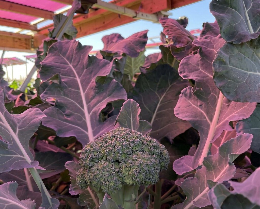 Painéis solares cor-de-rosa cultivam brócolis na Suécia