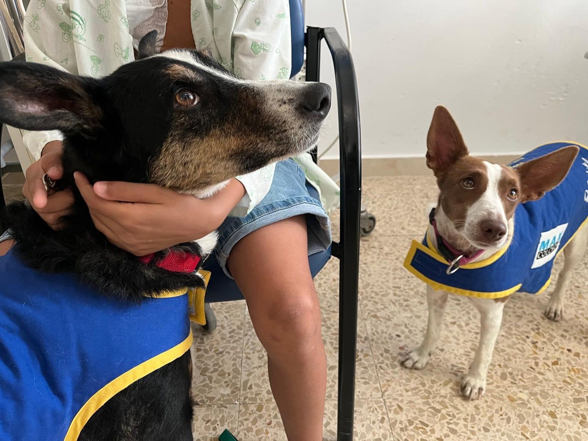 Terapia com cães alivia ansiedade de quase 100 crianças em hospital de Jaén