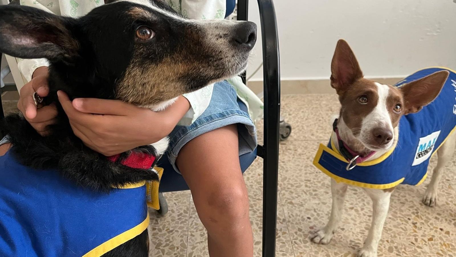 Terapia com cães alivia ansiedade de quase 100 crianças em hospital de Jaén