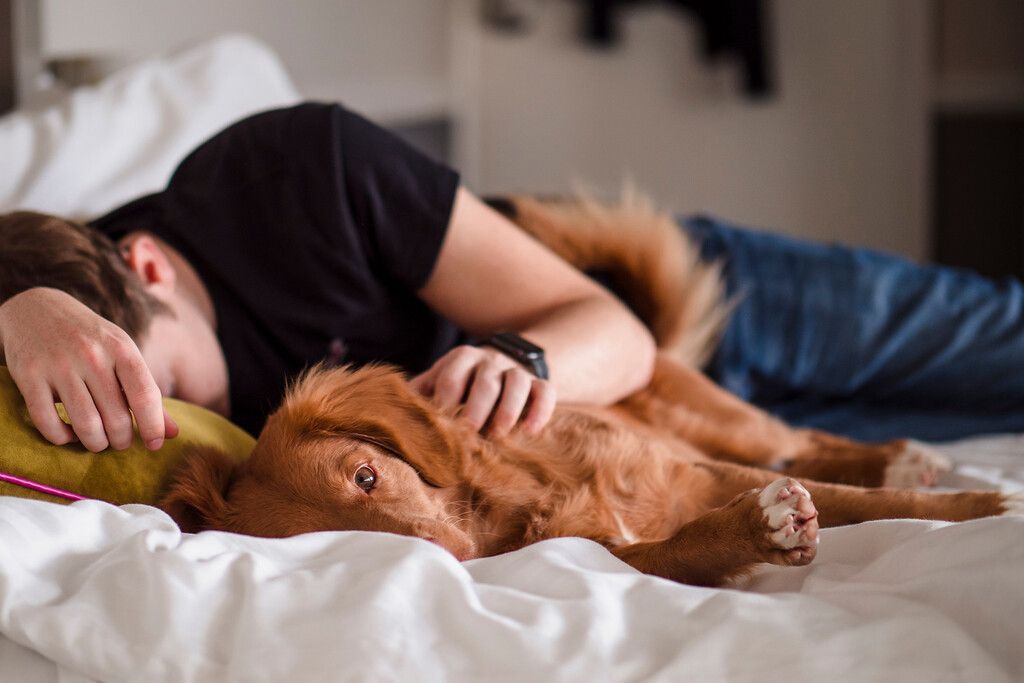 Dormir com cães prejudica o descanso — a ciência explica o autoengano