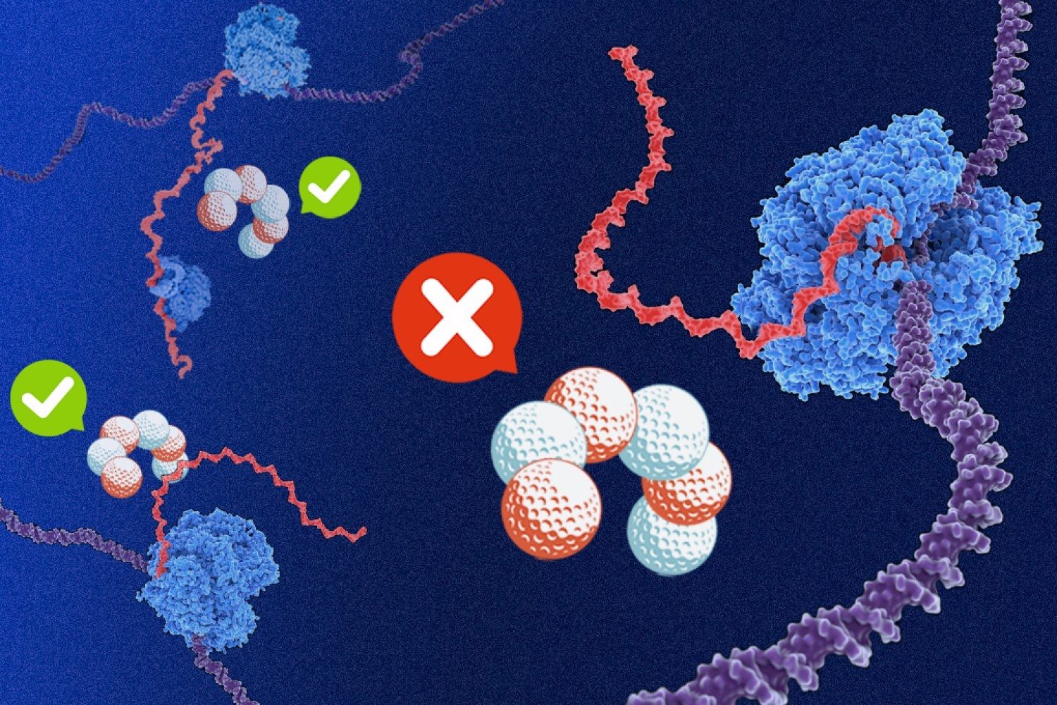 Bactérias revelam segredo genético para proteger a síntese de proteínas