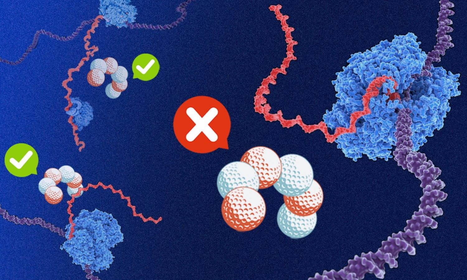 Bactérias revelam segredo genético para proteger a síntese de proteínas
