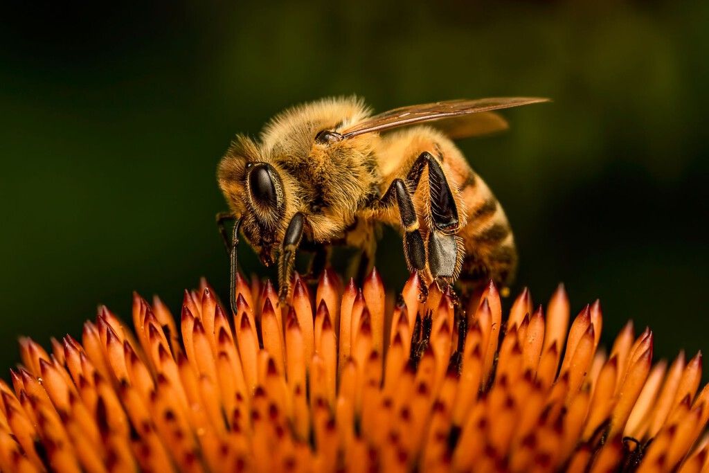 Abelhas europeias perdem 33% de seu território; agricultura intensiva é a principal culpada