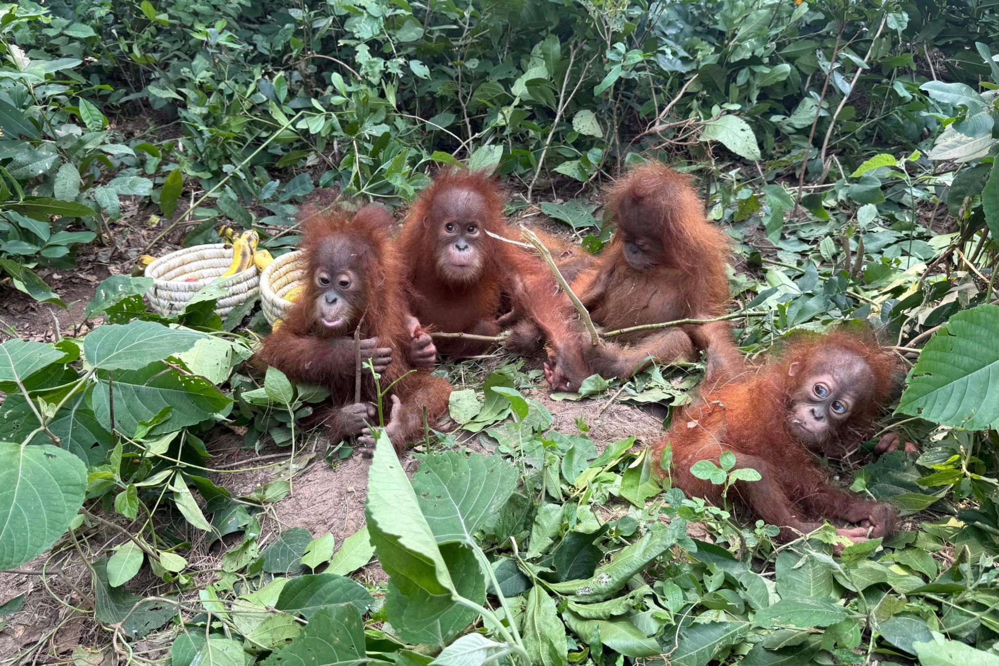 Índia vira rota de tráfico de primatas com espécies raras em zoológico de bilionário