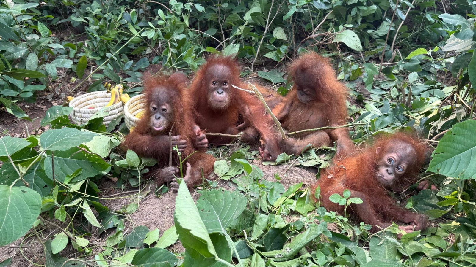 Índia vira rota de tráfico de primatas com espécies raras em zoológico de bilionário
