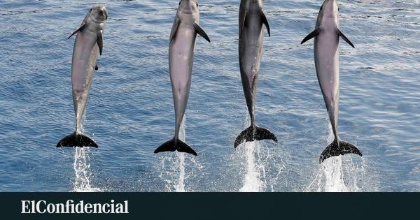 Da falência ao santuário: a complexa viagem de seis cetáceos