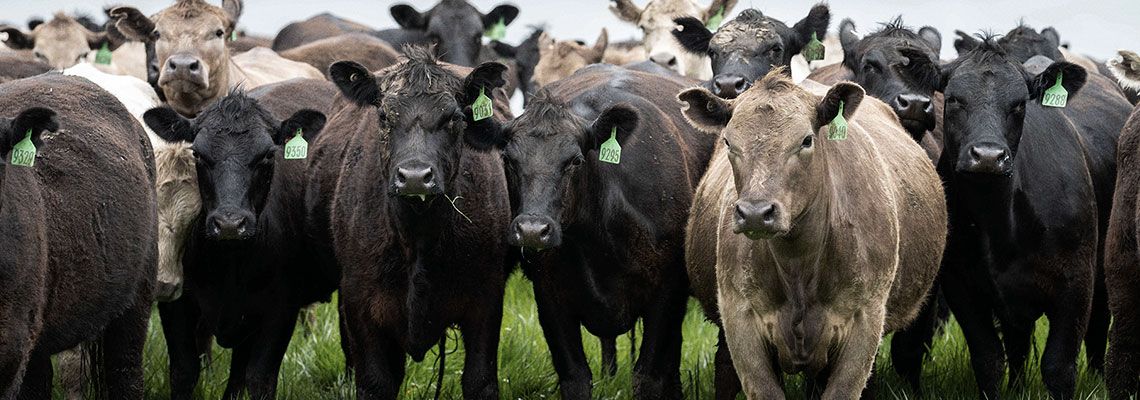 Califórnia subsidia biogás — mas conta climática do metano não fecha