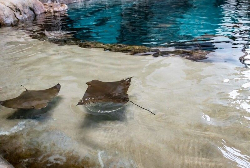 Ubuntu 26.10 aposta em Rust e IA para um futuro mais seguro e inteligente