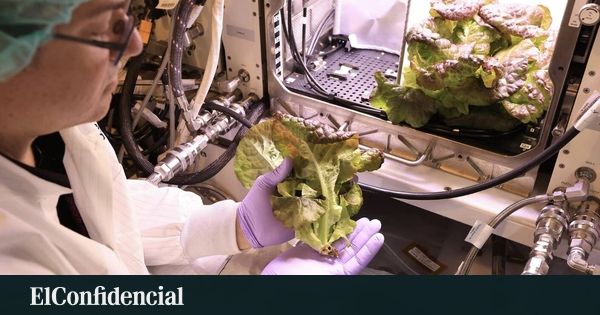 A salada de Marte não vai fortalecer seus ossos