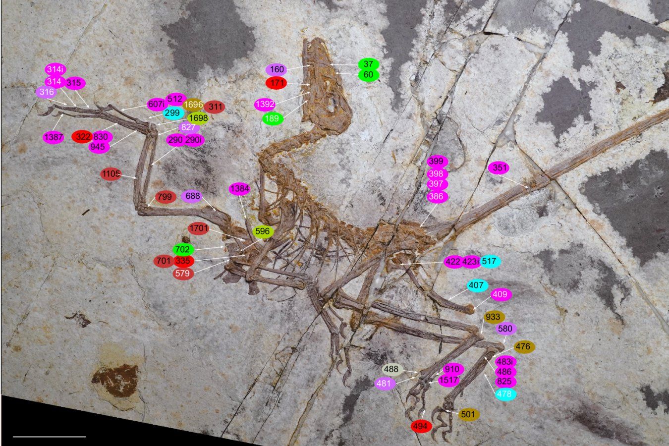 Fóssil de dinossauro emplumado desafia teoria da evolução das aves