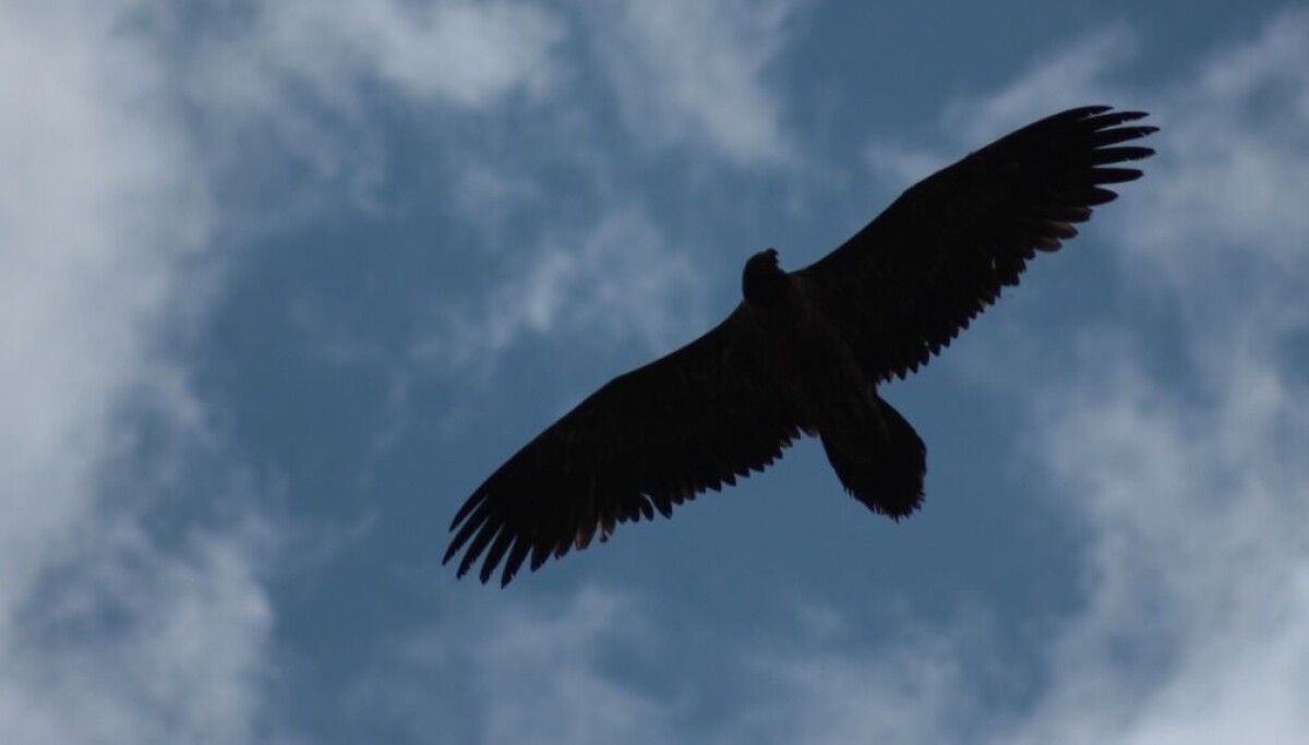 Thunderbird dobra a aposta na velocidade, seguindo o Firefox