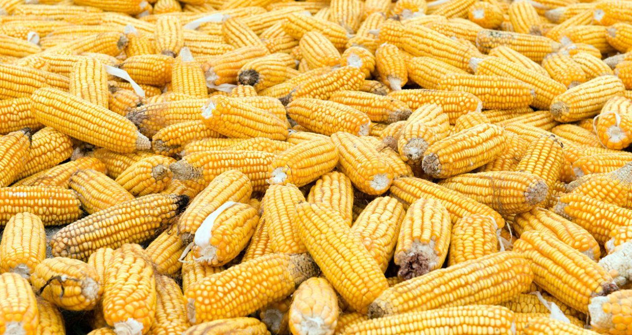 A paciência com a China acabou, dizem os produtores de milho