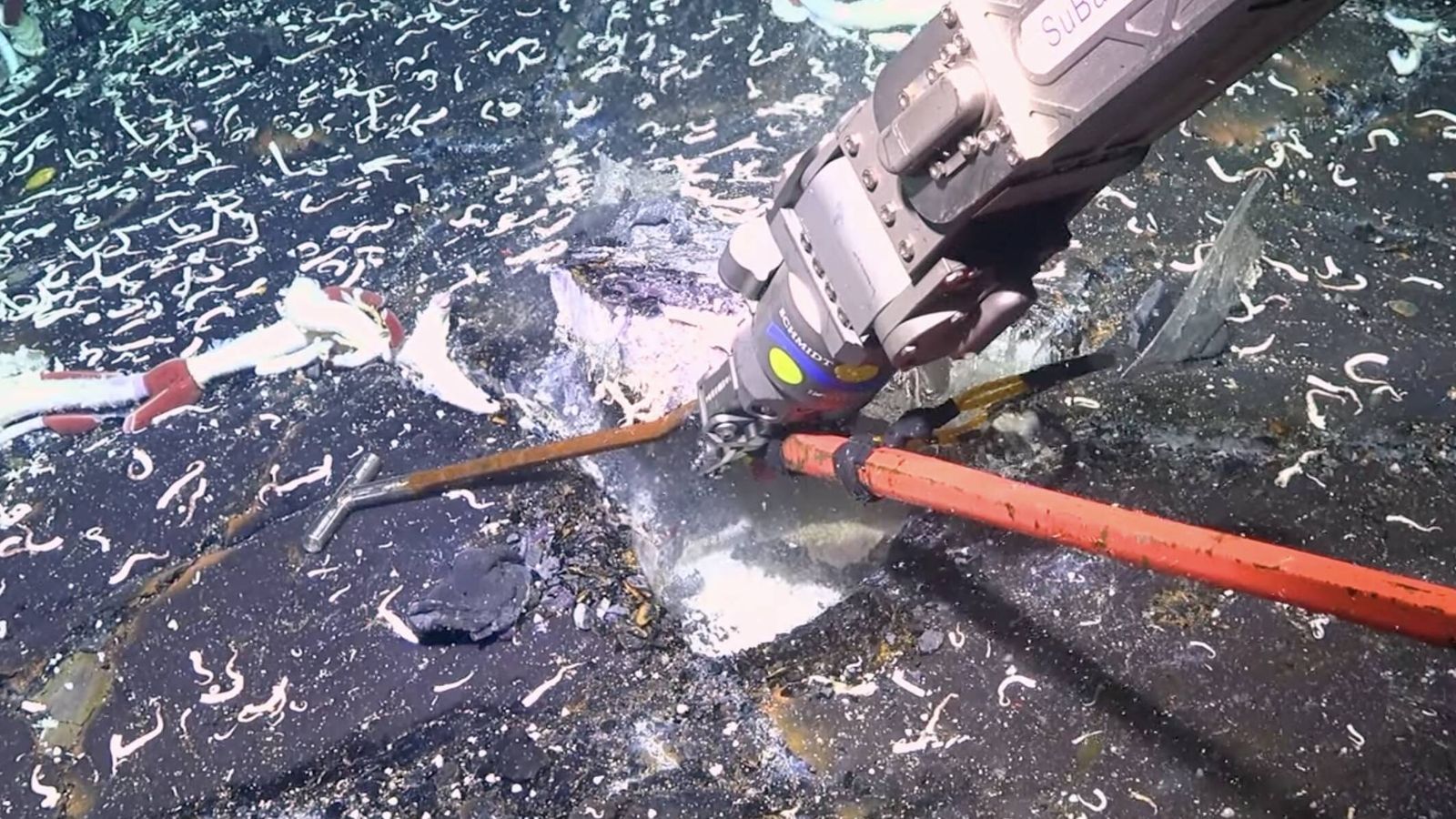 Cientistas descobrem vida inesperada sob a crosta oceânica a 2.500m