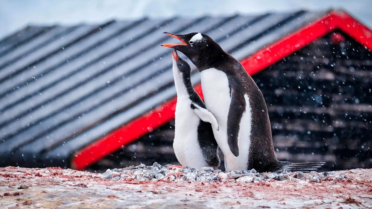 Trabalho de sonho na Antártida: contar pinguins por €2.500/mês