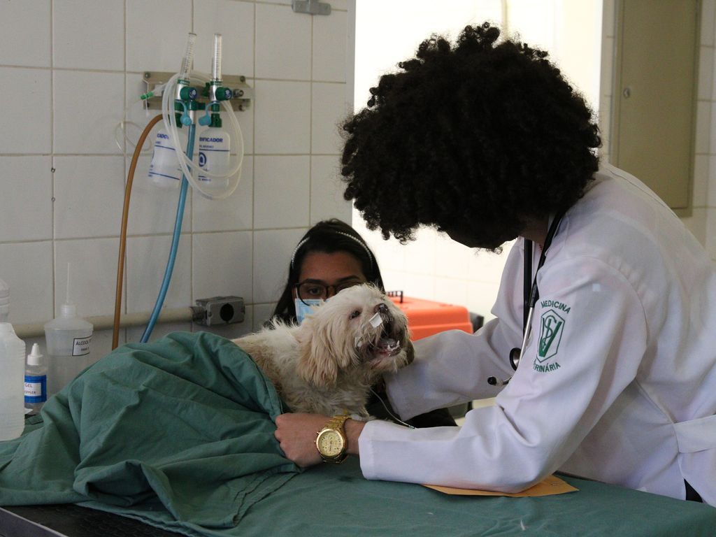 Lula sanciona lei que criminaliza exercício ilegal da medicina veterinária