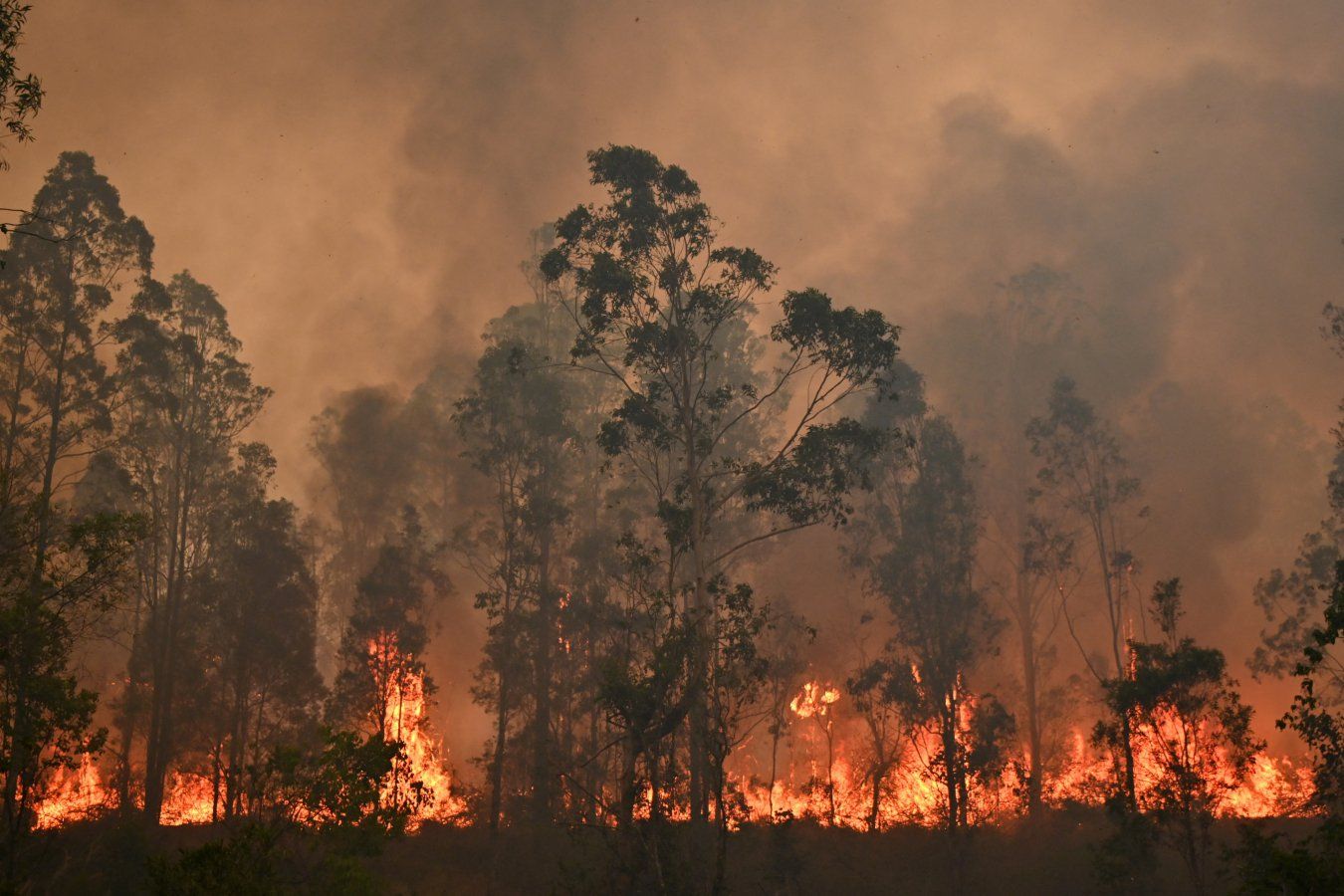 Colonização australiana acentuou risco de incêndios florestais