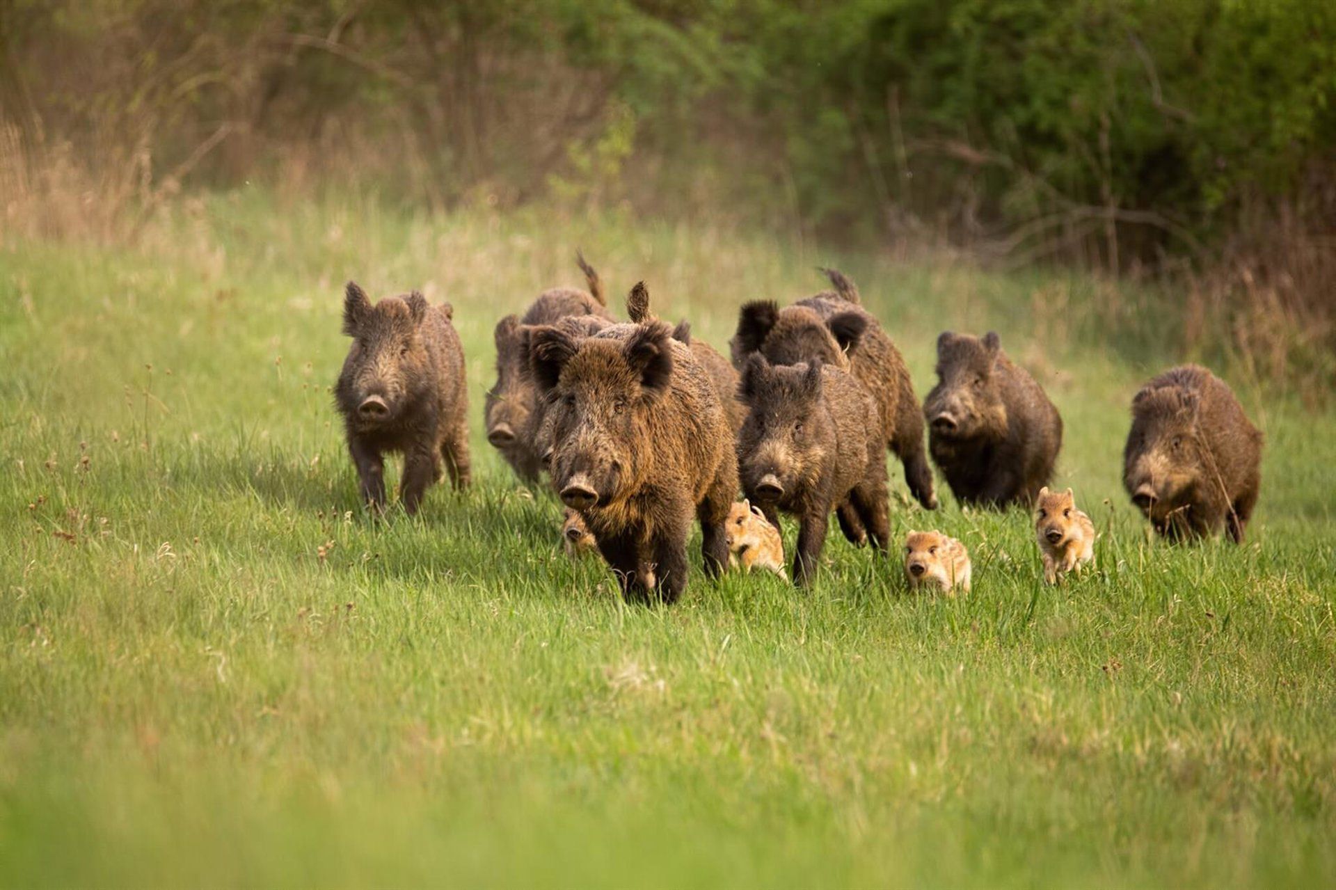 Comissão Europeia quer atualizar leis de saúde animal frente a ameaças climáticas