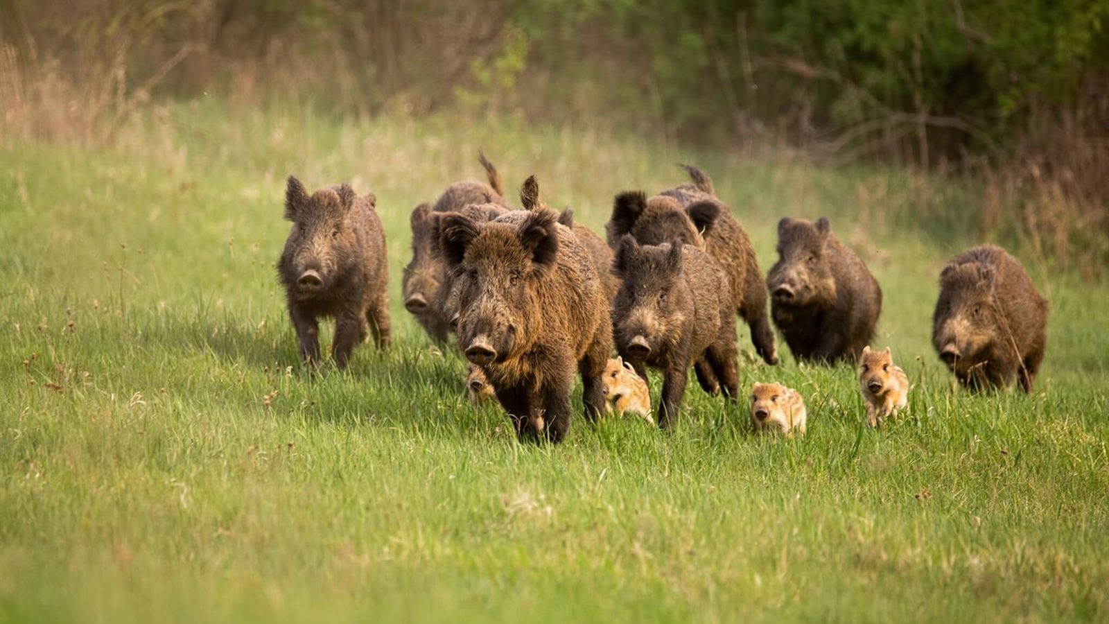 Comissão Europeia quer atualizar leis de saúde animal frente a ameaças climáticas