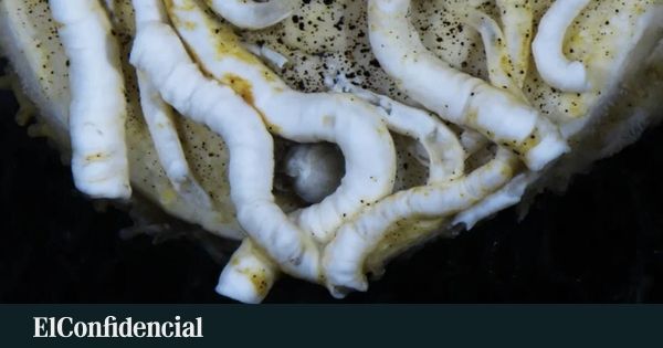 No fundo do mar, um molusco de armadura e língua de ferro
