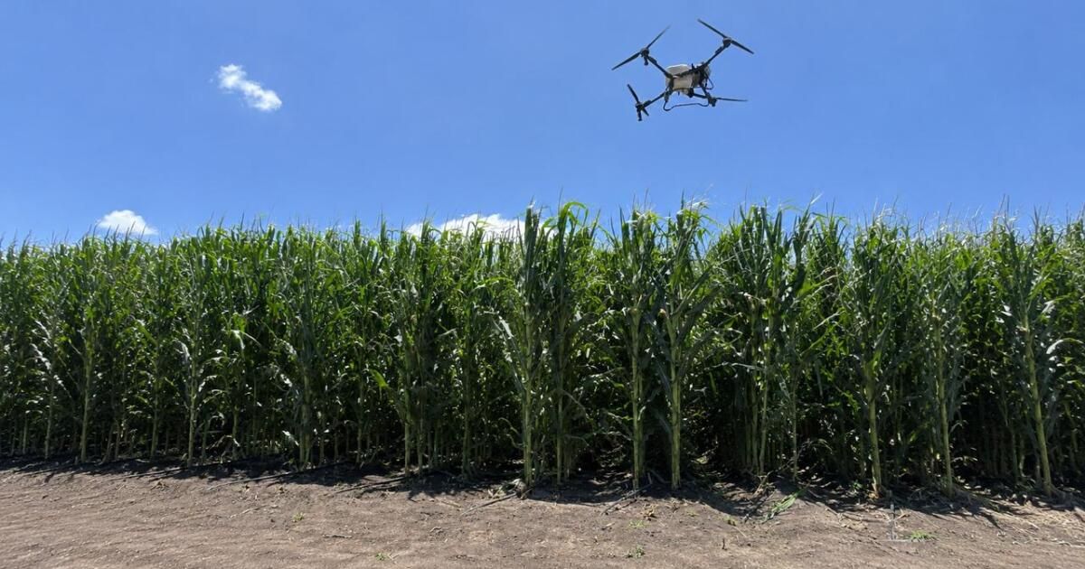 A fazenda-laboratório da Bayer: tecnologia para pagar a conta do agro