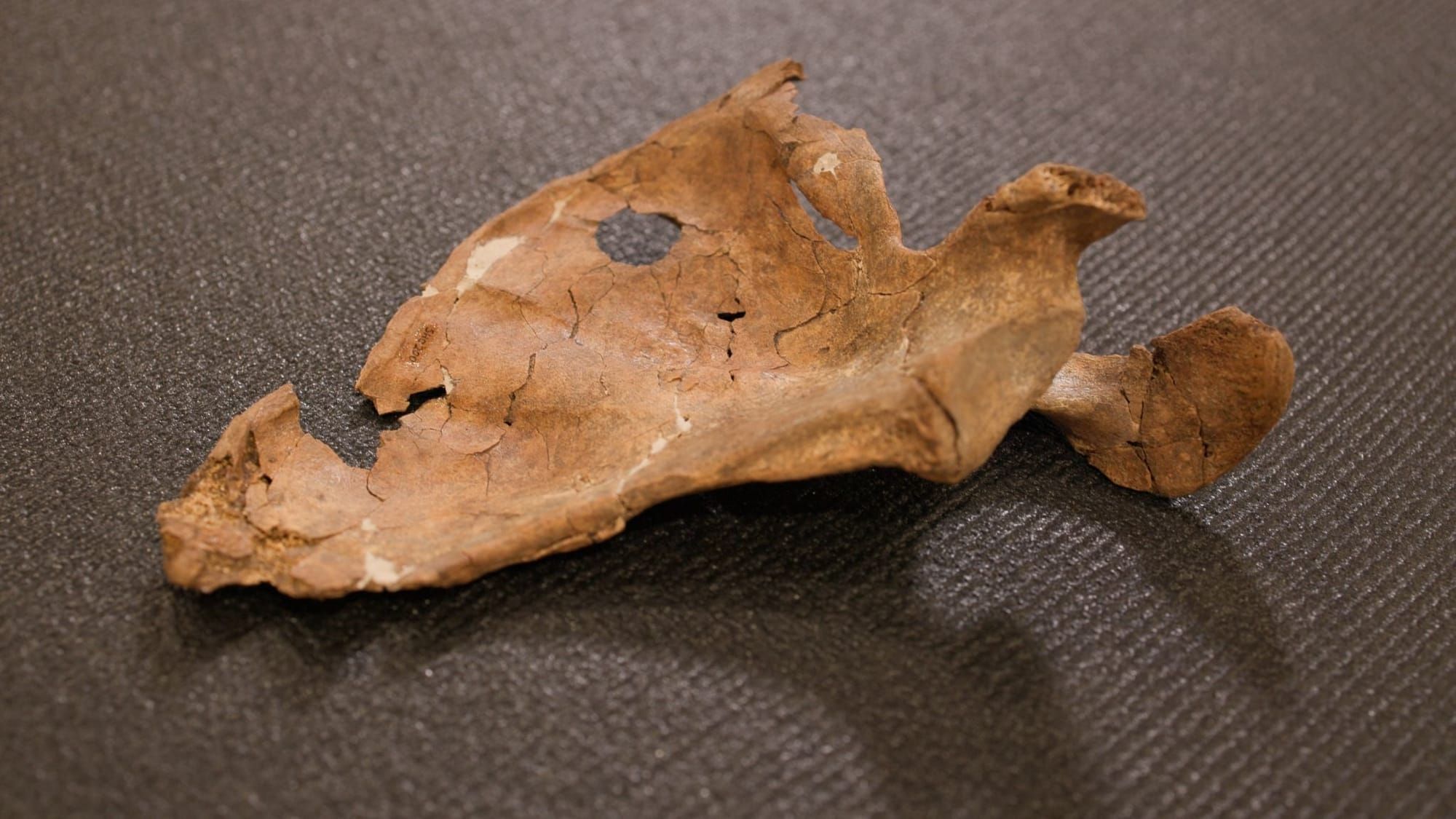 Neandertal de 75 mil anos pode ser a primeira vítima conhecida de assassinato por lança
