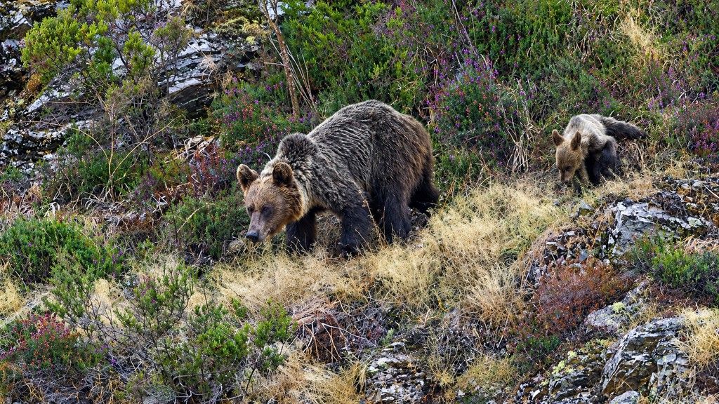 Expansão do urso pardo na Península Ibérica supera planos de conservação