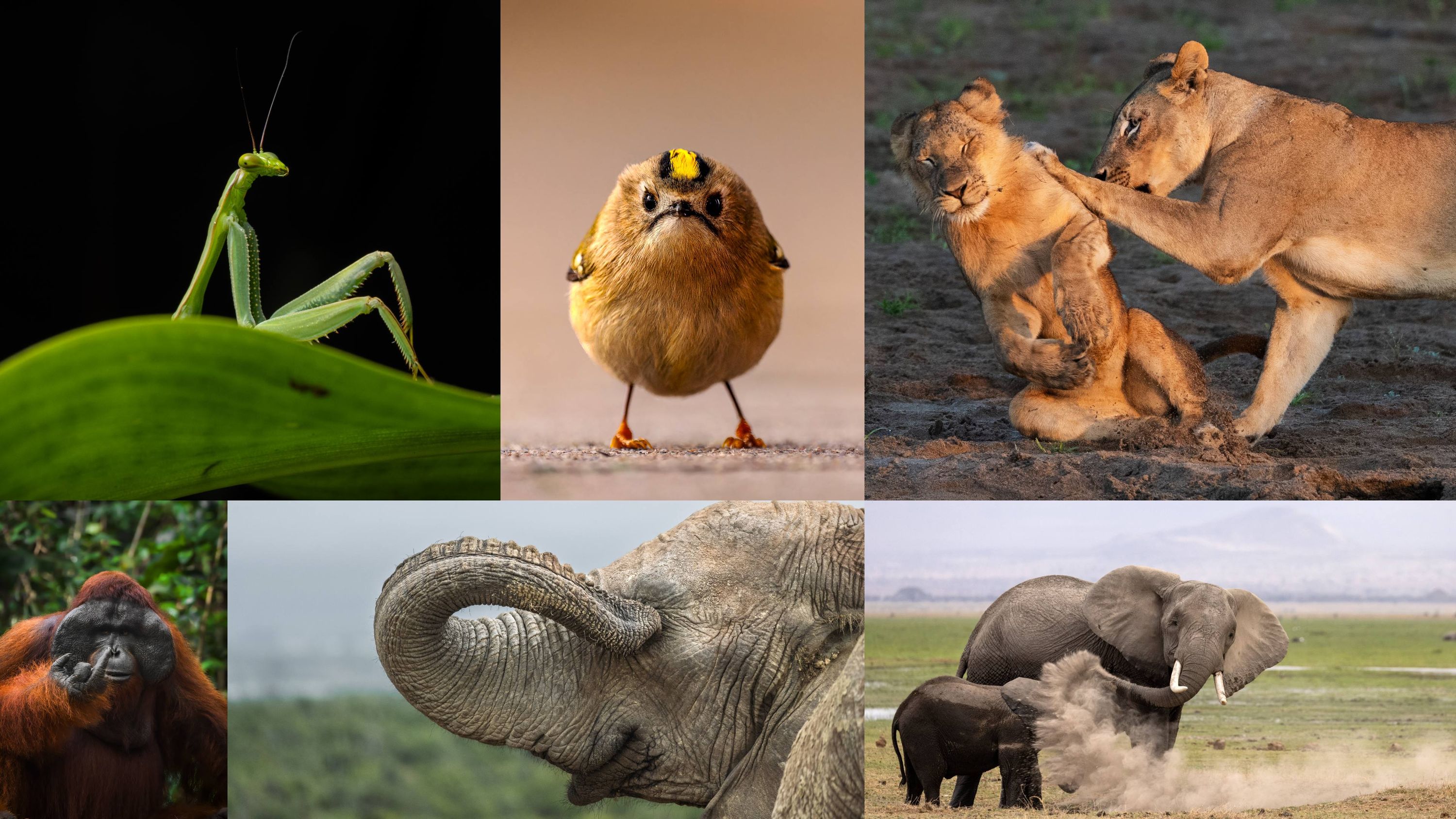Concurso de fotos de animais celebra 10 anos com recorde de inscrições