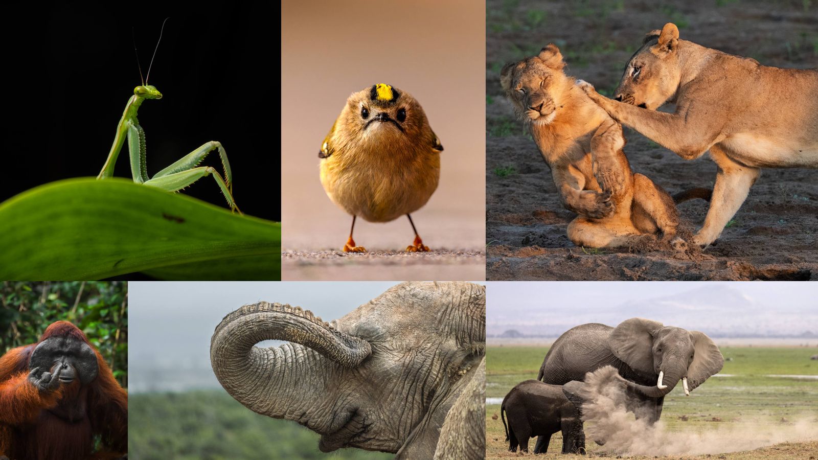 Concurso de fotos de animais celebra 10 anos com recorde de inscrições