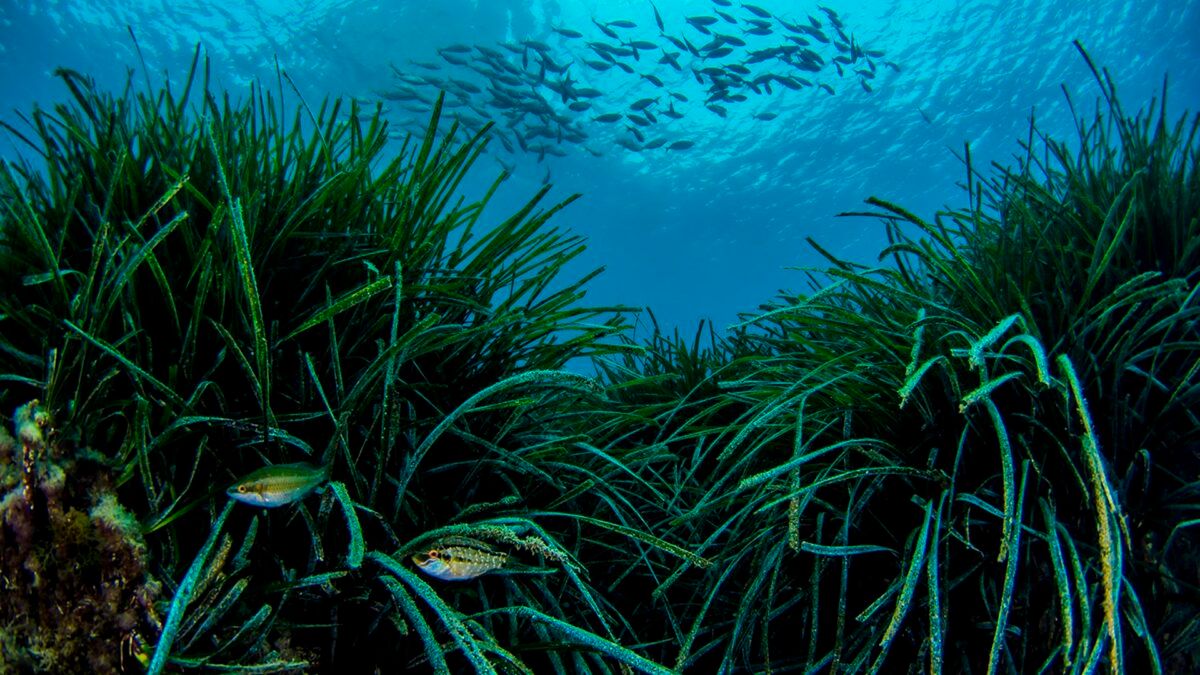 A praga verde que ameaça o 'pulmão do Mediterrâneo'