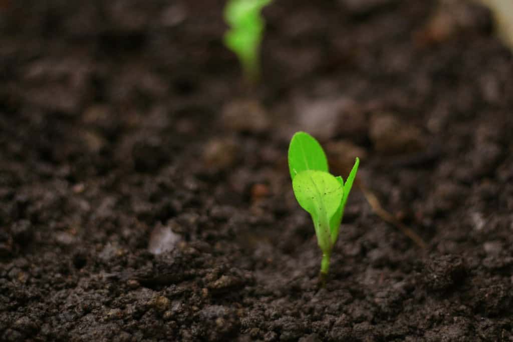 Biosfera vegetal da Terra pode resistir por quase 2 bilhões de anos — aponta novo estudo
