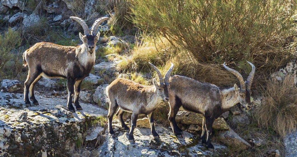Santuário em Gredos busca voluntários com 24h semanais por moradia e comida