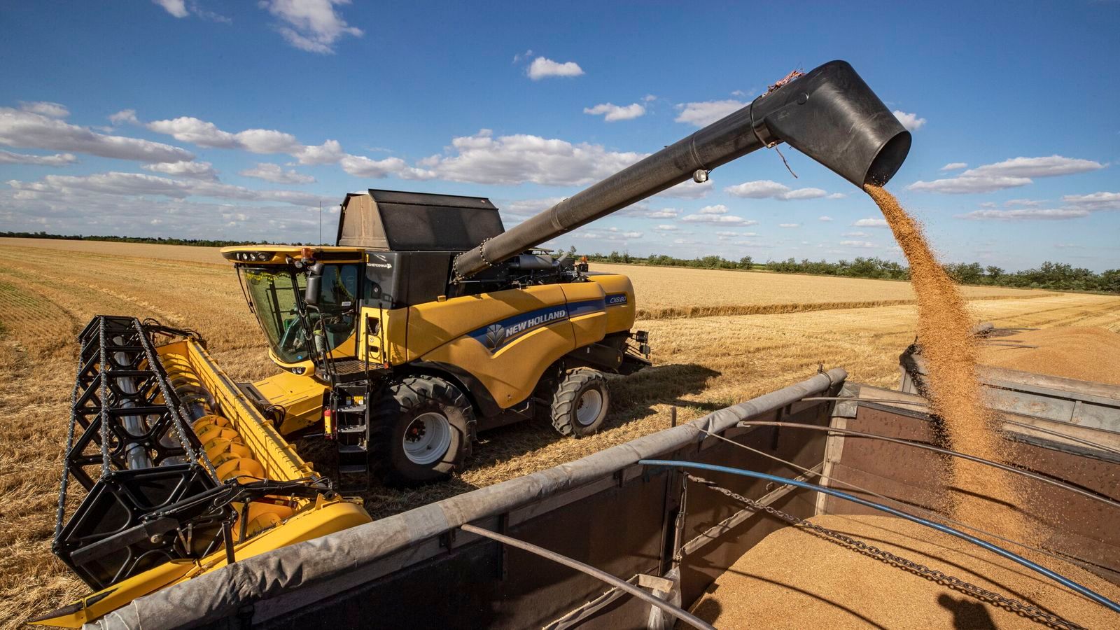 Bactérias de esgoto espanhol degradam ibuprofeno em solos agrícolas