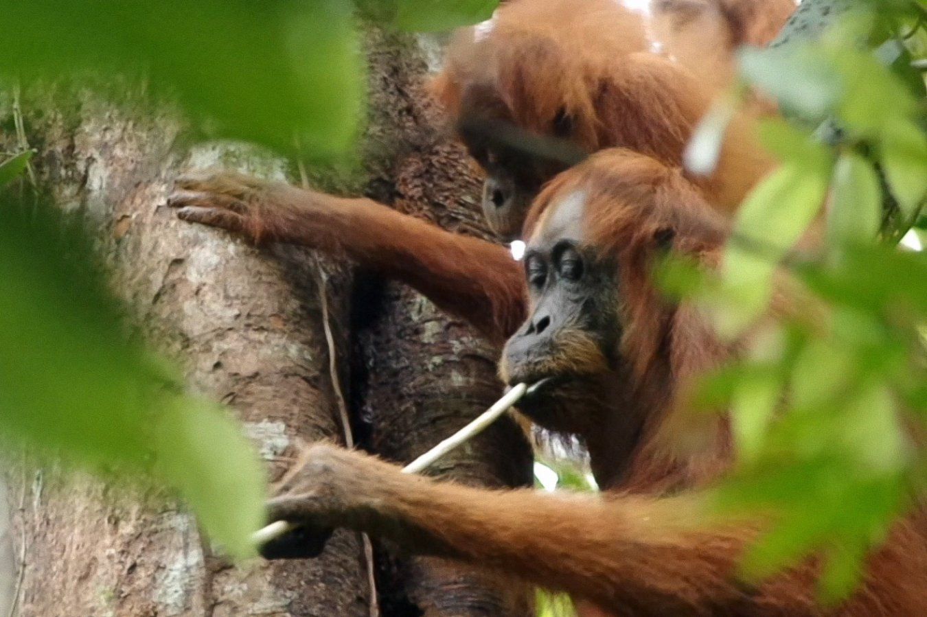 Orangotangos aprendem dieta observando outros primatas