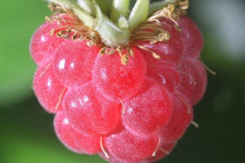 Raspberry Pi Desktop revive PCs antigos com Debian 13