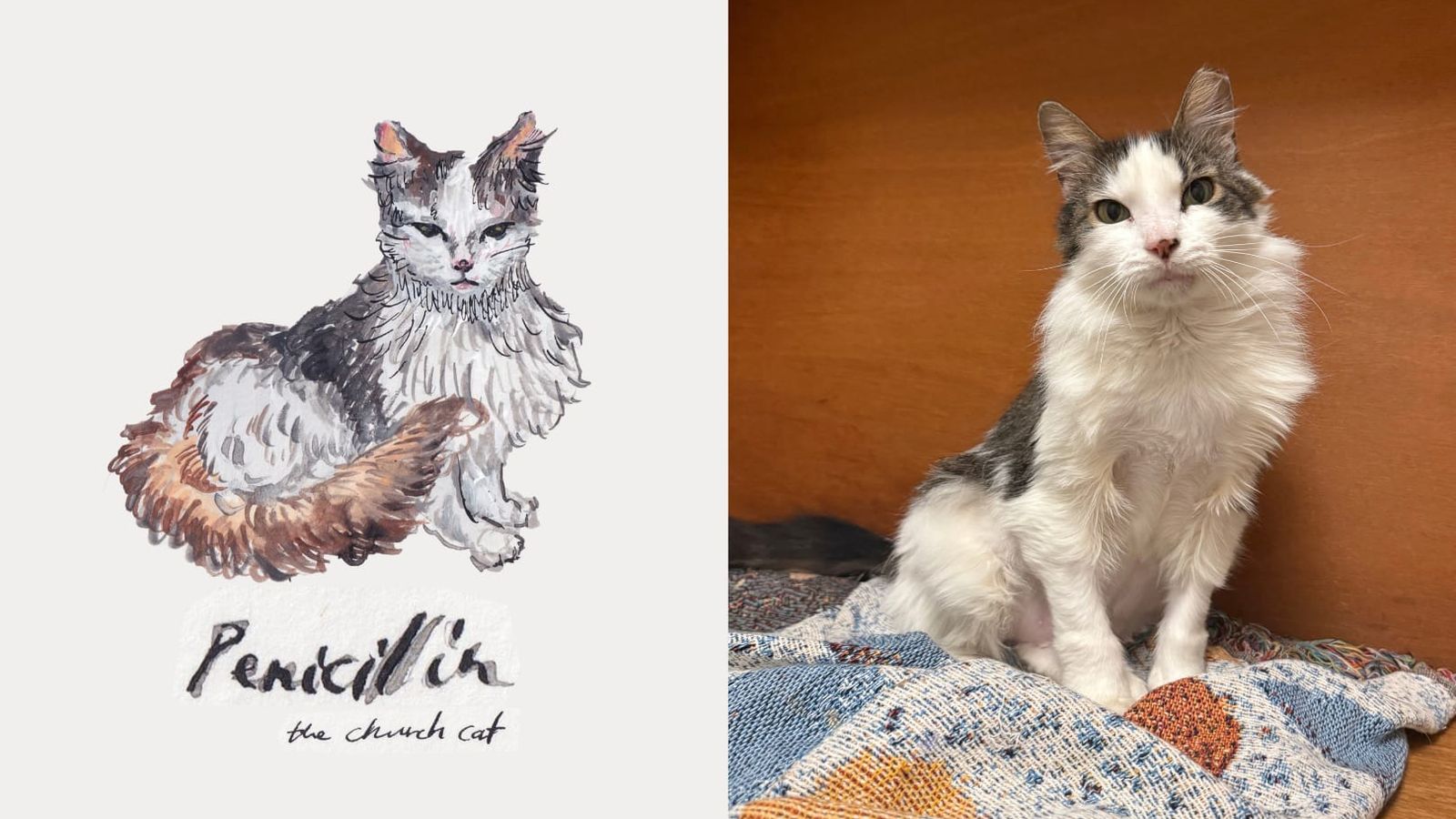 Artistas lutam para pagar contas de veterinário em meio a custos crescentes