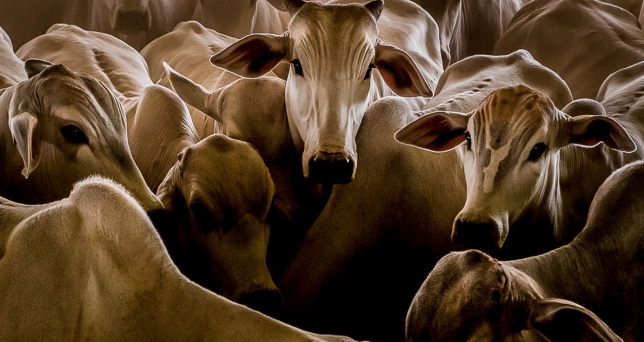 Pecuária global: 1 em cada 3 proteínas e 40% do PIB agrícola