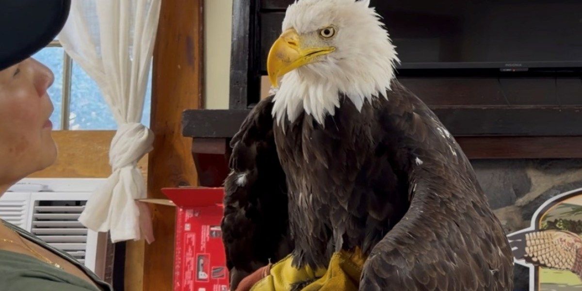 Jackie, a águia que virou reality show, tem seu ato final