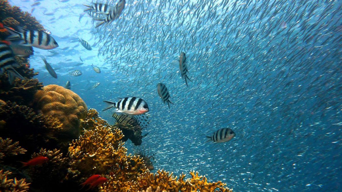 Oceanos registram recorde de temperatura em meio a El Niño e aquecimento global