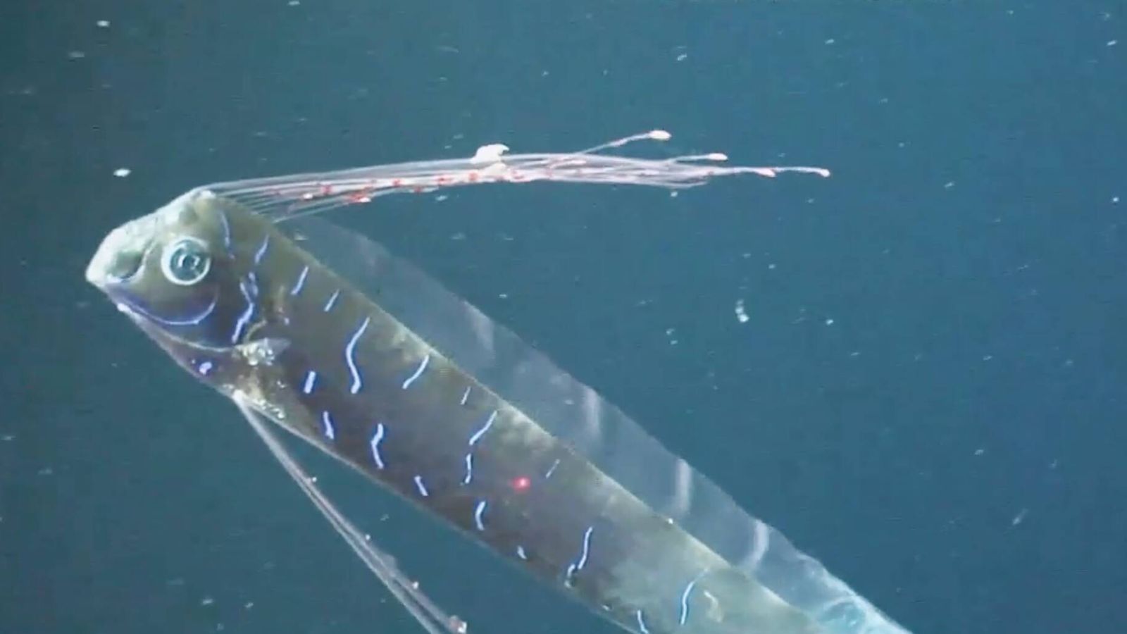 Pez do Juízo Final inspira submarinos indetectáveis da Marinha dos EUA