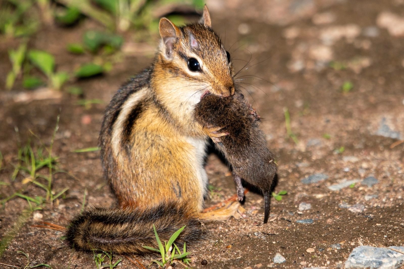 Ciência cidadã revela a complexa teia alimentar com fotos de almoços de animais