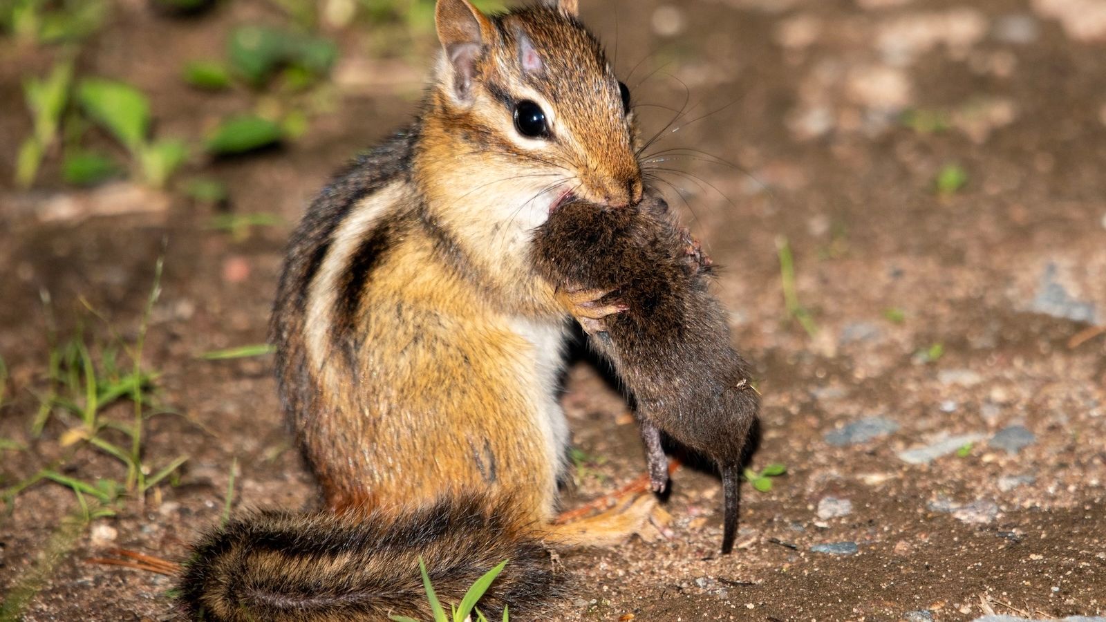Ciência cidadã revela a complexa teia alimentar com fotos de almoços de animais