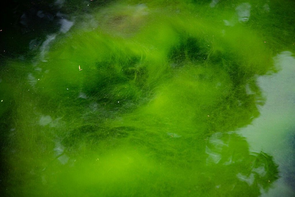 Nobel de Medicina: Algas Verdes Viram Ferramenta Para Curar Cegueira