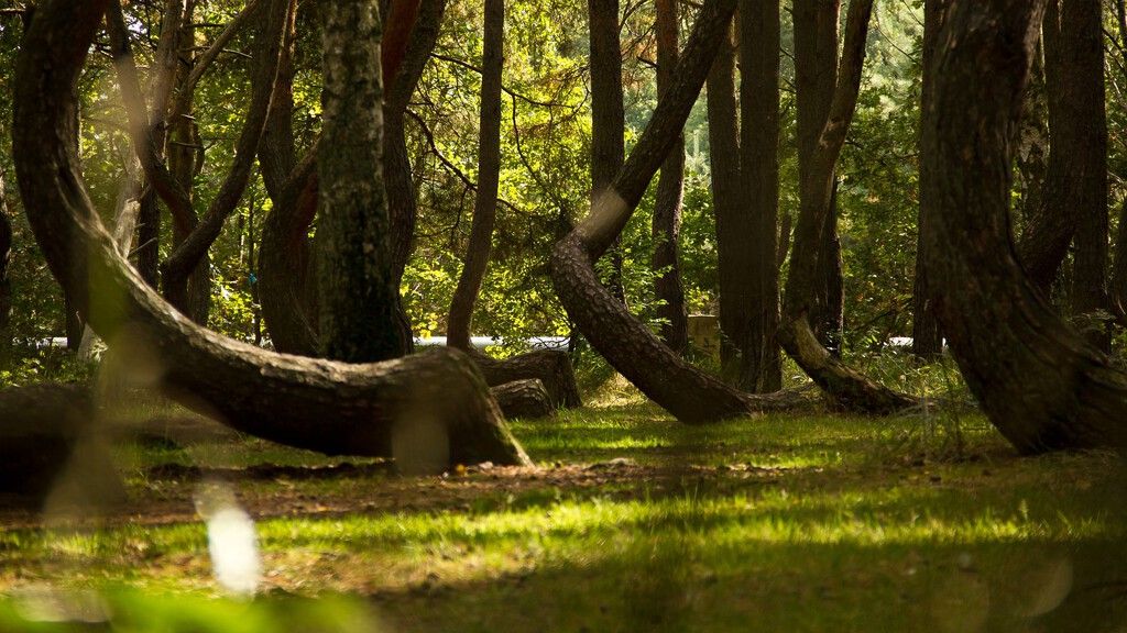 Bosque torto na Polônia: o segredo que sobreviveu a Hitler