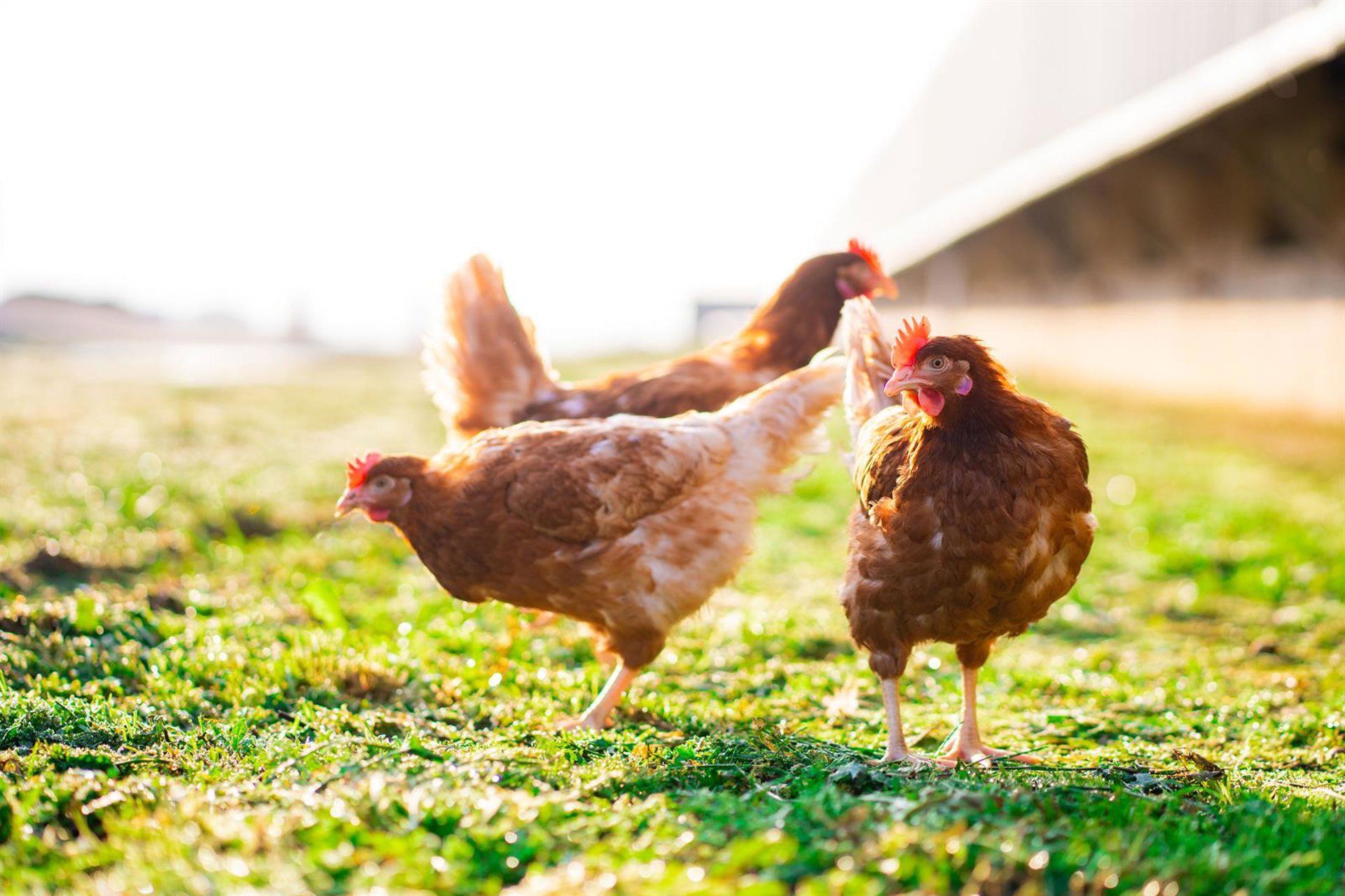 Bruxelas aperta regras de bem-estar animal e busca autonomia em proteínas para o gado