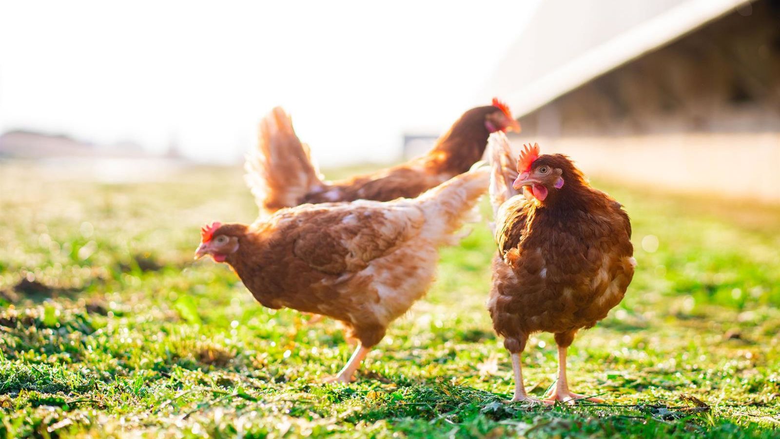 Bruxelas aperta regras de bem-estar animal e busca autonomia em proteínas para o gado