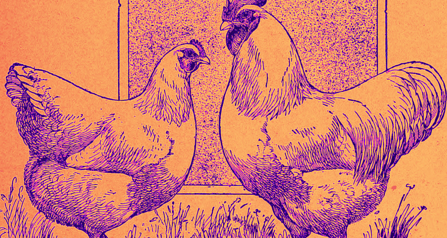 Frango de corte: o símbolo inconfundível da era do Antropoceno