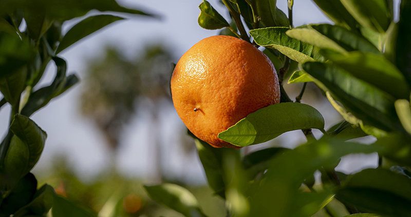 Asaja pede à UE cláusula de salvaguarda contra mandarinas da África do Sul